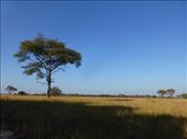 The plains of Kuti Wildlife Reserve.: by steve_and_emma, Views[642]
