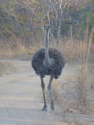 We met Evelyn, an ostrich who has been rescued and released into Kuti reserve.