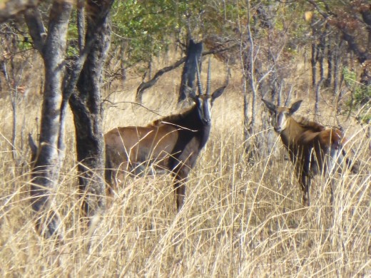 You can find the rare sable antelope at Kuti.