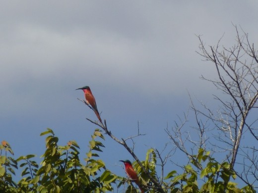 Emma was pleased to spot the Carmine bee-eater.