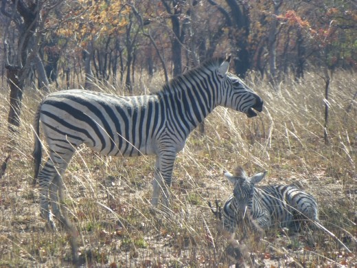 Spotted quite a few donkeys in pyjamas.