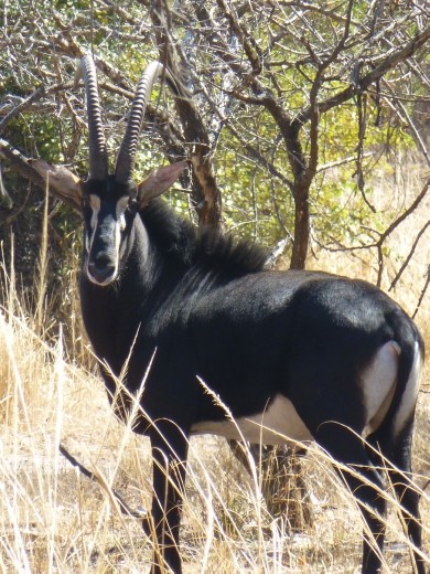 A male sable.