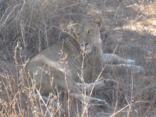 Our brilliant driver/guide hunted for ages until he found a pride of lions.