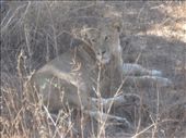 Our brilliant driver/guide hunted for ages until he found a pride of lions.: by steve_and_emma, Views[287]