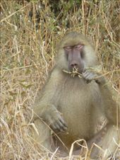 Lots of baboons hanging around August Moon.: by steve_and_emma, Views[194]