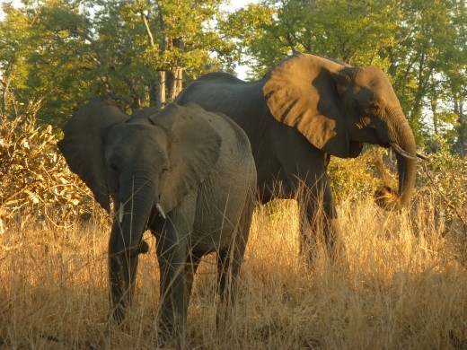 It took about five minutes on the first morning safari to spot our first elephants.