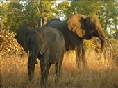 It took about five minutes on the first morning safari to spot our first elephants.: by steve_and_emma, Views[411]