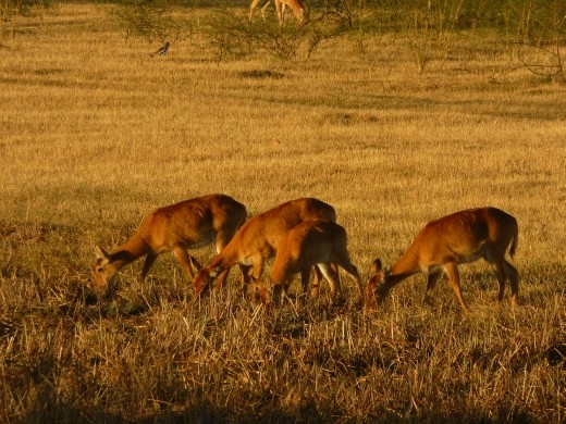 Lots of Puku, a first for us but they are similar to the Ugandan kob.