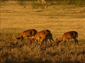 Lots of Puku, a first for us but they are similar to the Ugandan kob.: by steve_and_emma, Views[426]