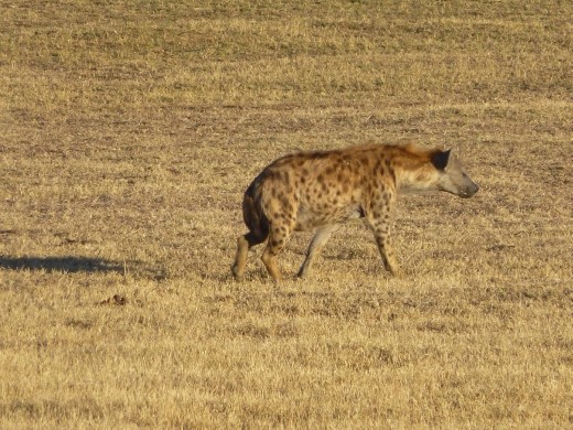 A hyena.