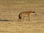 A hyena.: by steve_and_emma, Views[440]