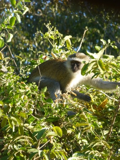 A vervet monkey.
