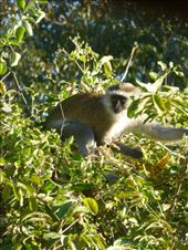 A vervet monkey.: by steve_and_emma, Views[435]
