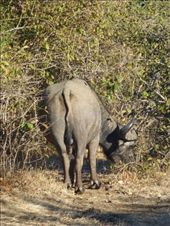 Not sure these fellas should be in the big 5.: by steve_and_emma, Views[349]