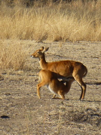 Feeding time at the zoo.