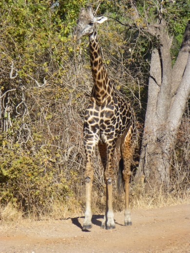 One of our favourite creatures.