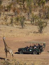 The park was busier than those in Malawi but not over run with jeeps like Kenya and Tanzania.: by steve_and_emma, Views[342]
