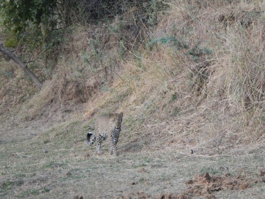 The highlight of the safaris was spotting 3 different spotty cats.