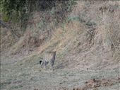 The highlight of the safaris was spotting 3 different spotty cats.: by steve_and_emma, Views[321]