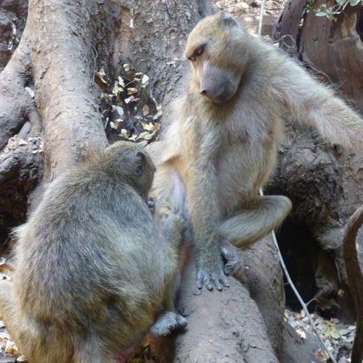Loads of baboons on the path down to the boiling pot.