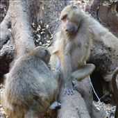 Loads of baboons on the path down to the boiling pot.: by steve_and_emma, Views[385]