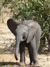 We saw a herd of heffalumps on the road in Kassane!: by steve_and_emma, Views[358]