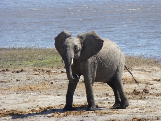 And many more inside Chobe NP.