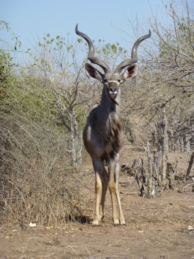 A majestic male kudu.