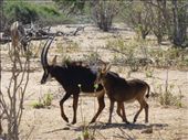 A couple of sable antelope.: by steve_and_emma, Views[371]