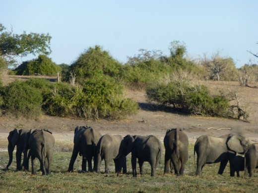 We saw hundreds of elephants in Chobe.