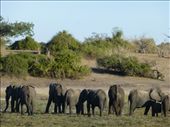 We saw hundreds of elephants in Chobe.: by steve_and_emma, Views[368]