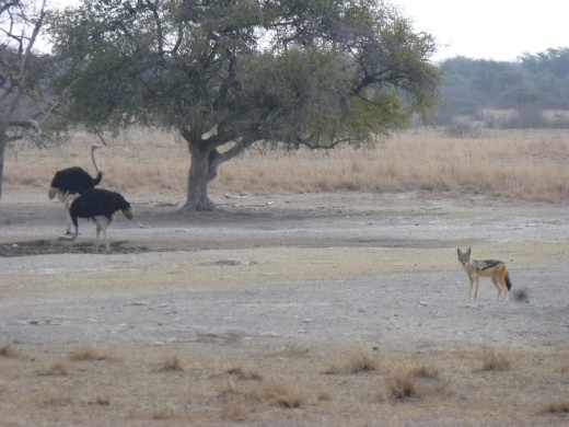 The Khama rhino sanctuary was not just about big grey horned things. (a jackal and ostrich for those not moved on from the farm yard animals yet!)