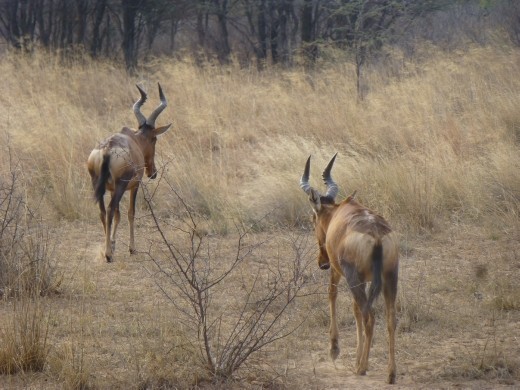 Some hartebeest.