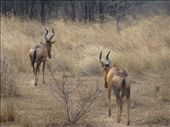 Some hartebeest.: by steve_and_emma, Views[344]