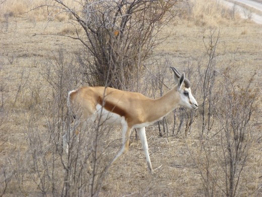 Our first sighting of a springbok.