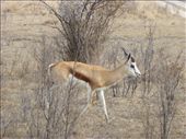 Our first sighting of a springbok.: by steve_and_emma, Views[357]