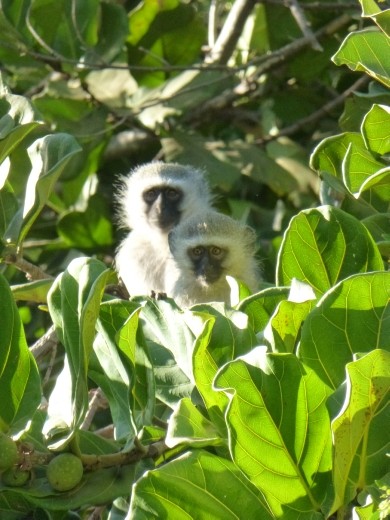 Ververt monkeys.