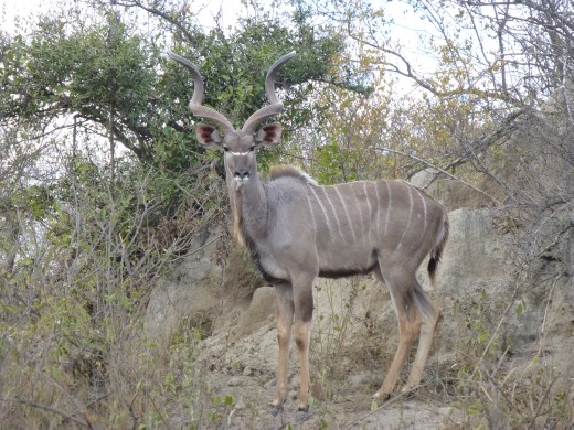 Male kudu.