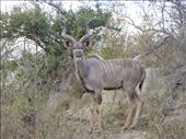 Male kudu.: by steve_and_emma, Views[472]