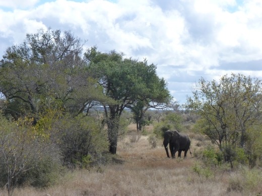 We saw elephants galore in Kruger.