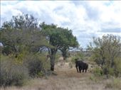 We saw elephants galore in Kruger.: by steve_and_emma, Views[394]