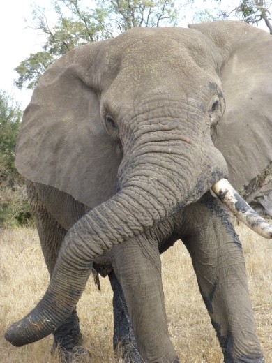 Some of the elephants weren't too pleased to see us.