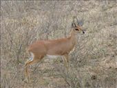 A steenbok,: by steve_and_emma, Views[489]