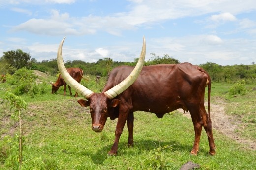 Ankole cattle have fantastic horns.