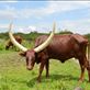 Ankole cattle have fantastic horns. Views[197]