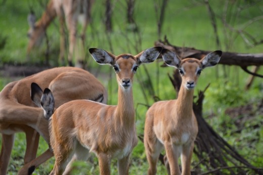 Impala are very where in Lake Mburu but not in most other national parks in Uganda.