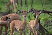 Impala are very where in Lake Mburu but not in most other national parks in Uganda.: by steve_and_emma, Views[357]