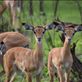 Impala are very where in Lake Mburu but not in most other national parks in Uganda. Views[305]