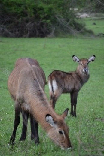A waterbuck family in Lake Mburu
