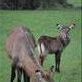 A waterbuck family in Lake Mburu Views[200]